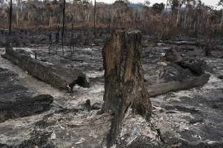 Les forêts d'Amazonie sont parfois déboisées à coups d'incendies, plus rapides, et encore plus dangereux, que les coupes rases (Photo prétexte).
